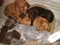 Sieste des chiots de Bambou